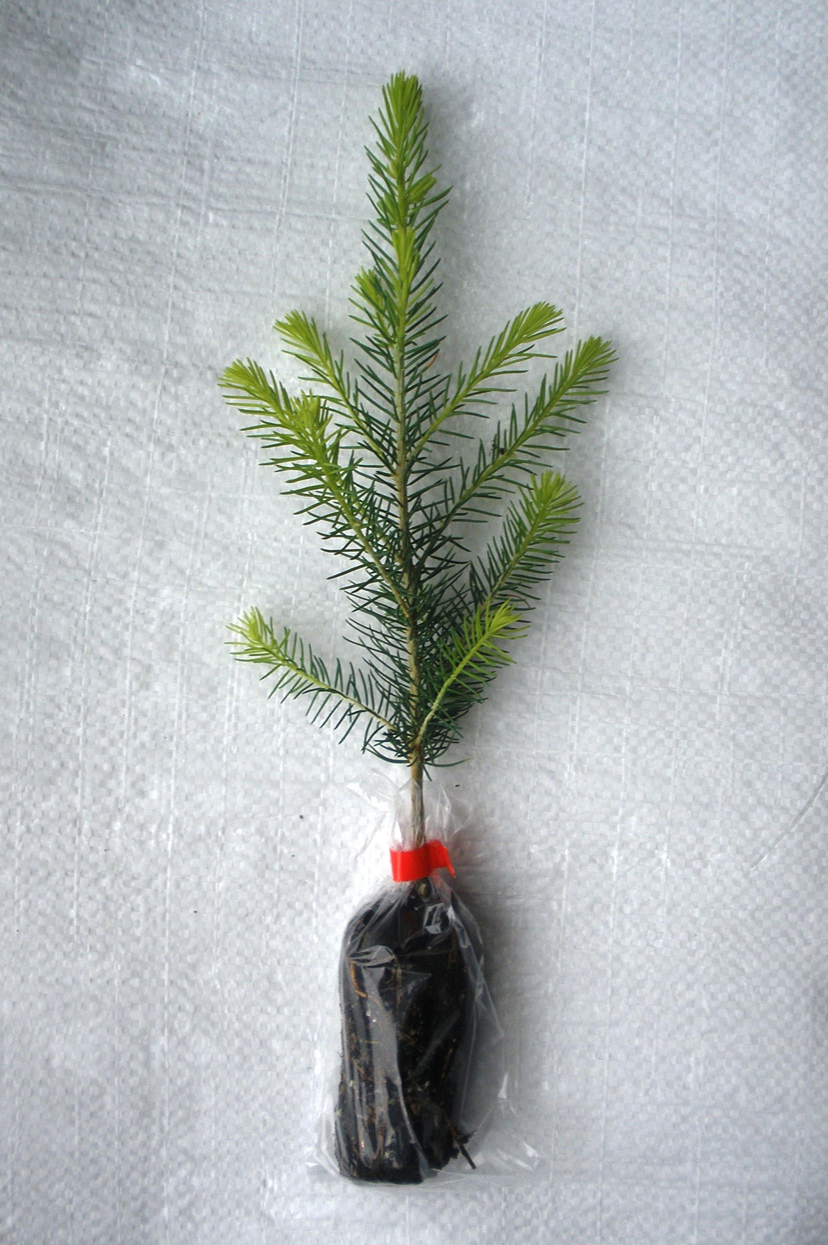 1 x Norway Spruce, Abies Picea Evergreen Christmas Tree Plug Plant Seedling.
