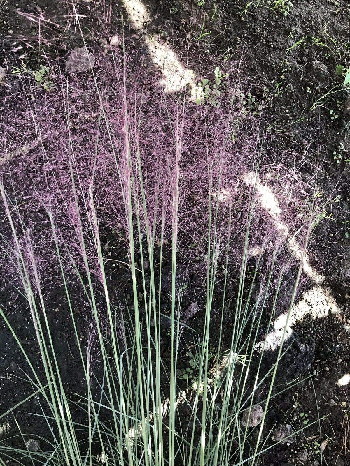 Buy Pink Muhly Grass aka Muhlenbergia capillaris Grasses Seedling Fit 1