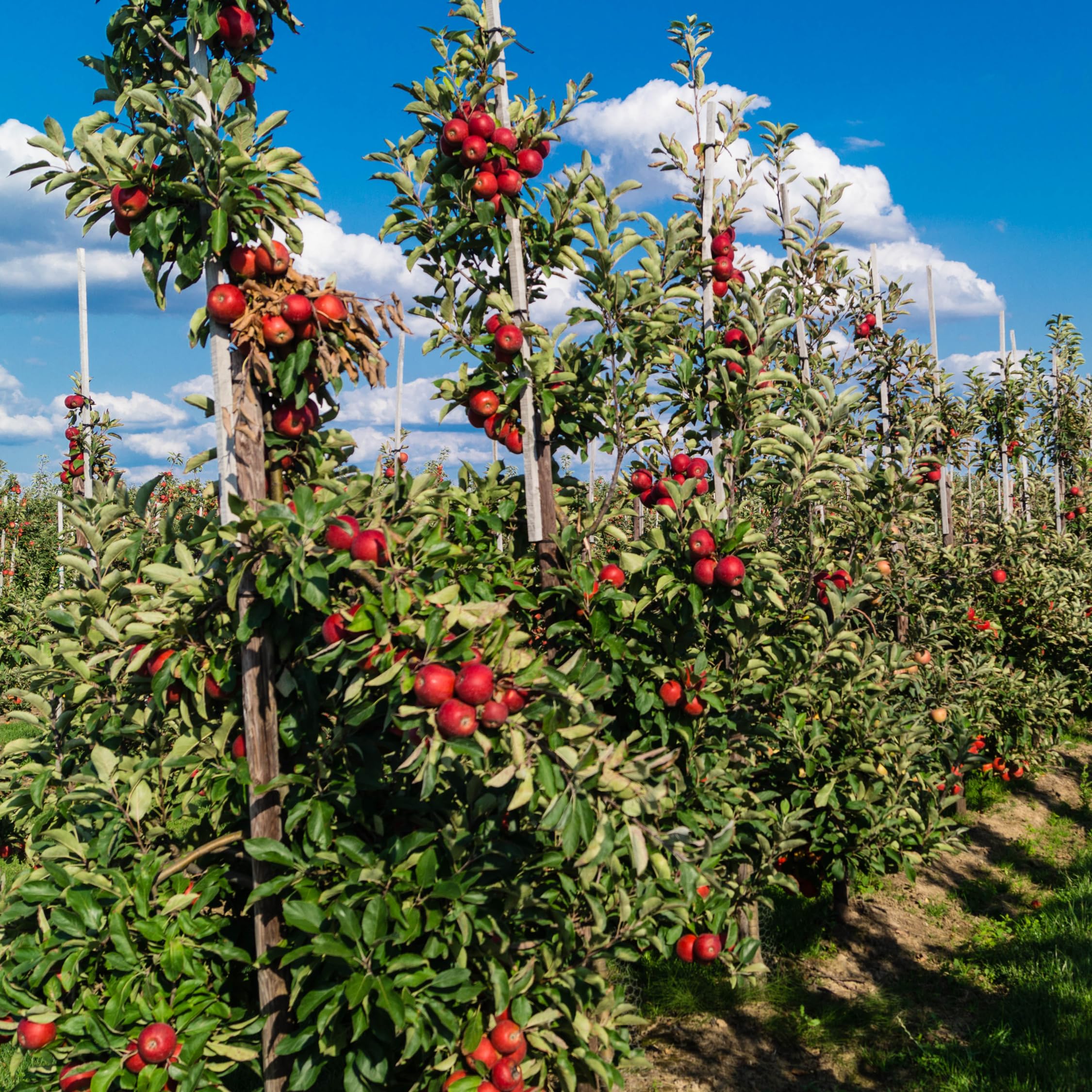Plant in a Box - Obstbäume - 8er Set - Kirsch-, Birnen-, Apfel-, Pflaumenbaum - Höhe 60-70cm - Topf 9cm - Winterharte Obstbäume für Balkon & Garten – Blühend & ertragreich