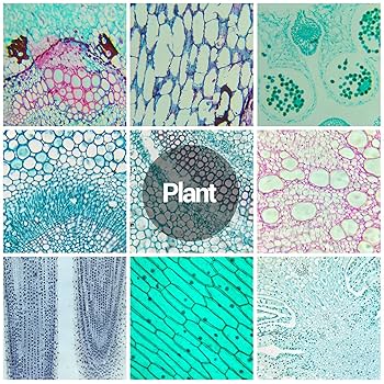 Levenhuk Discovery Flora 12 Prepared Slides Set - Buy From The Levenhuk