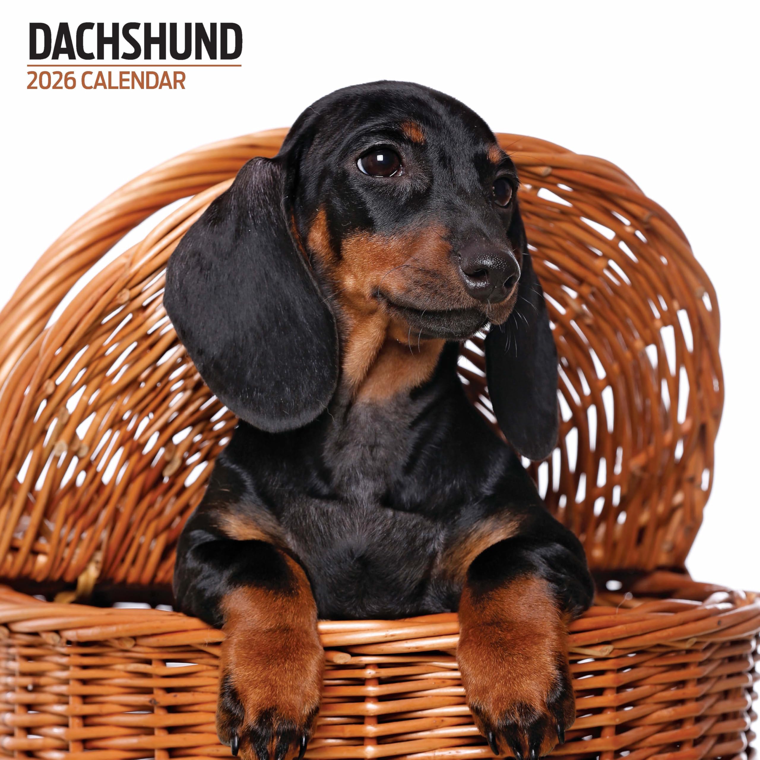 Dachshund 2026 Modern Calendar