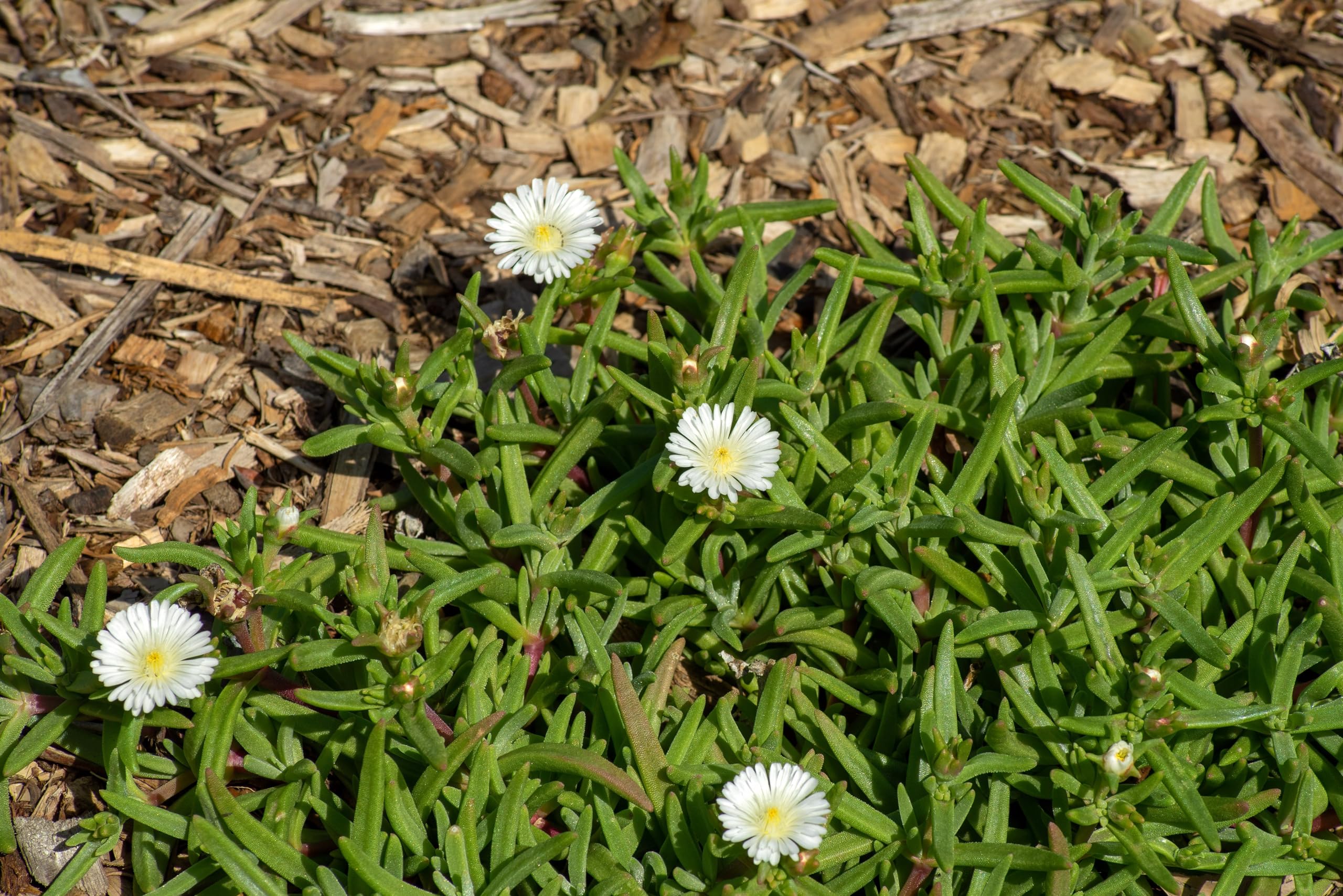 Stauden Gänge 10 x Delosperma cultorum 'Jewel of Desert Moonstone'