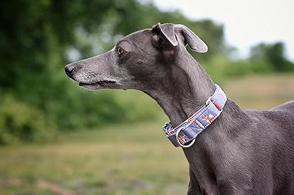 Martingale whippet Clearance