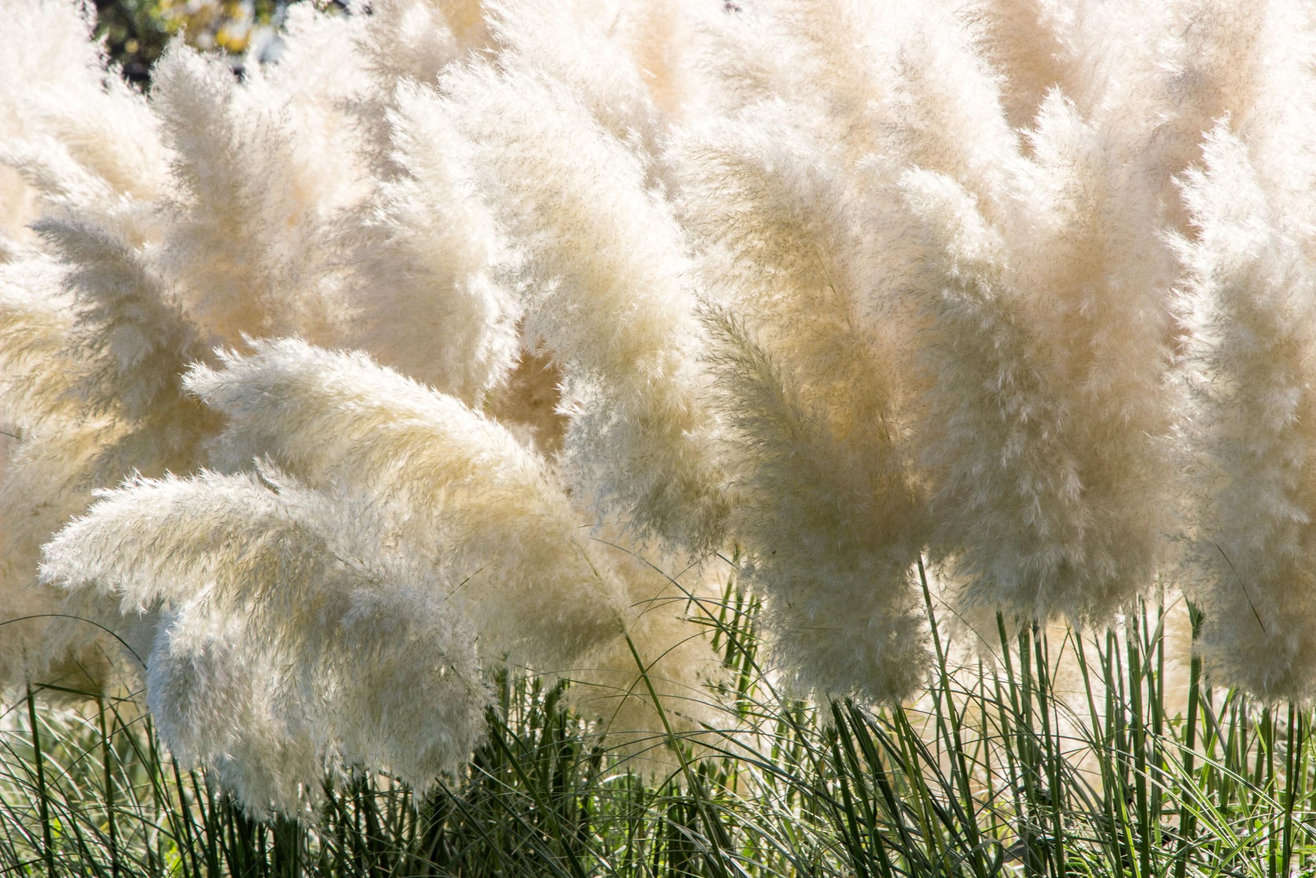 Stauden Gänge 10 x Cortaderia selloana 'Evita' Weißes Pampasgras winterhart