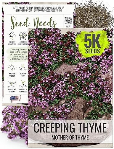 Seed Needs, Mother of Thyme Semillas de tomillo rastrero 5,000 semillas para plantar Thymus serpyllum - Flores perennes para jardines de rocas y