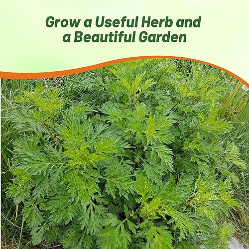 Miniatura 7 de Outsidepride Mugwort - 5000 semillas