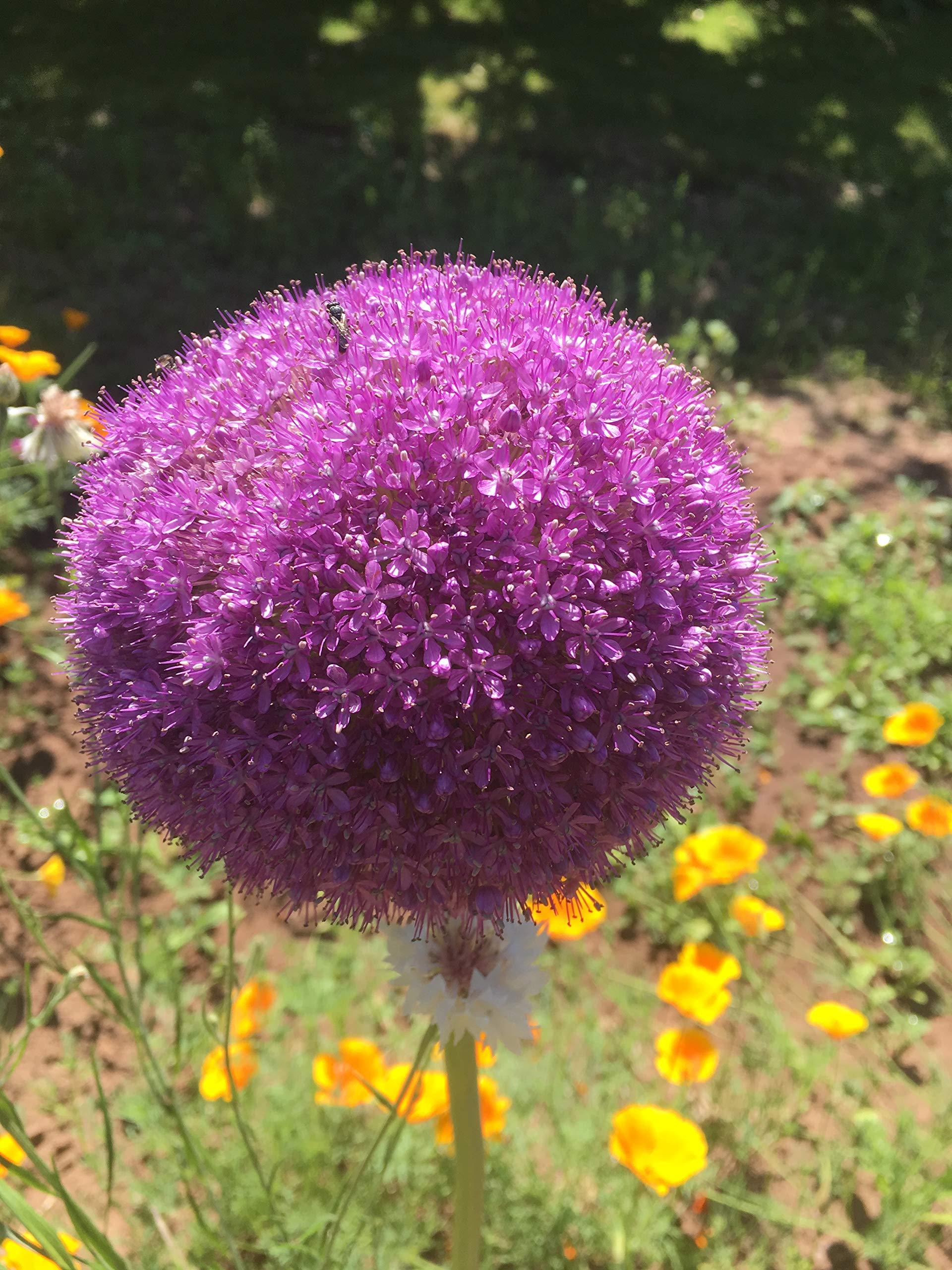 Blumenzwiebeln Alliumzwiebeln Allium Ambassador (5 Zwiebeln)