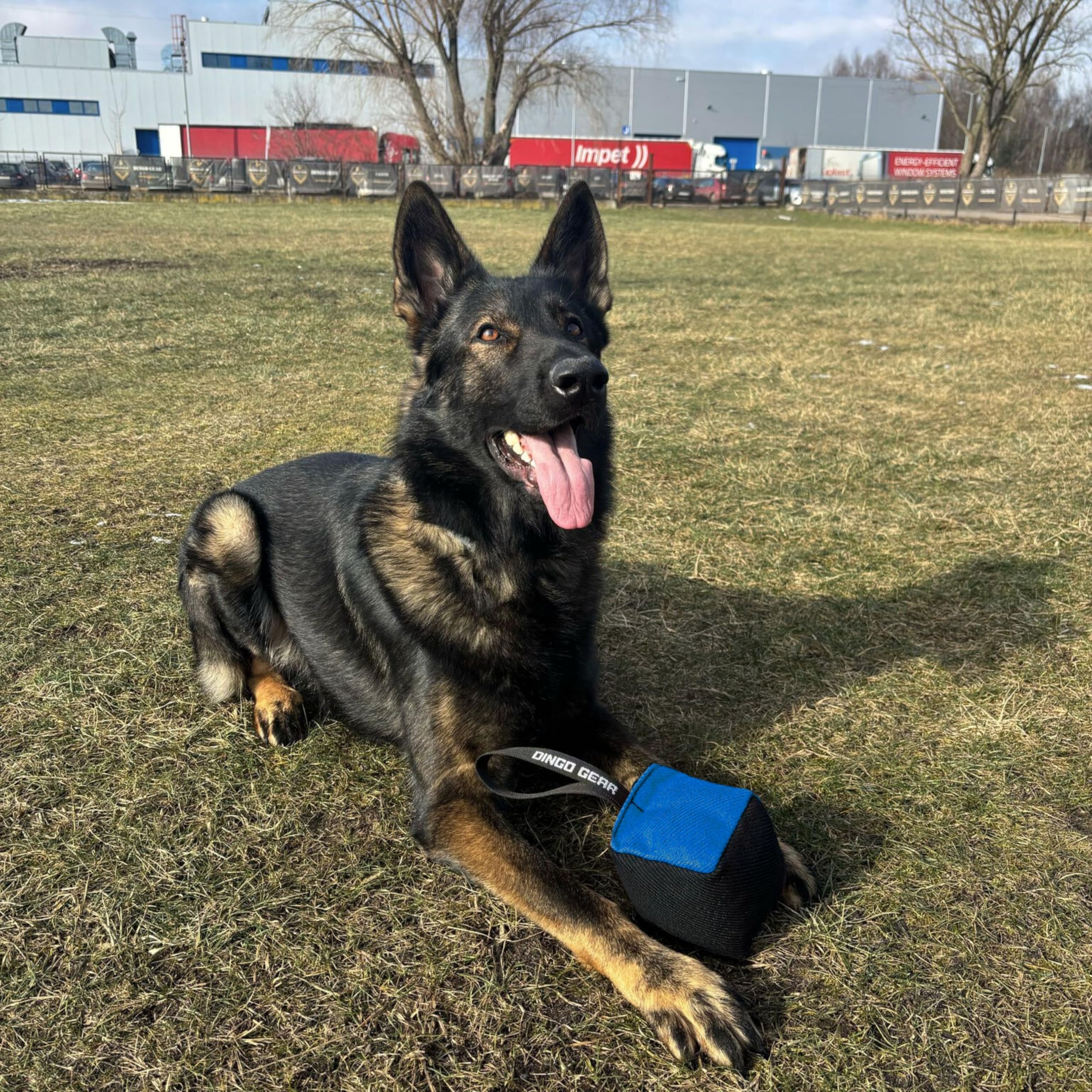 Dingo Gear Beißwurst Hundespielzeug Nylcot 10x10 cm Schwarz/Blau | Mit Griff, Würfelform, Ideal für Training und Spiel, S02776