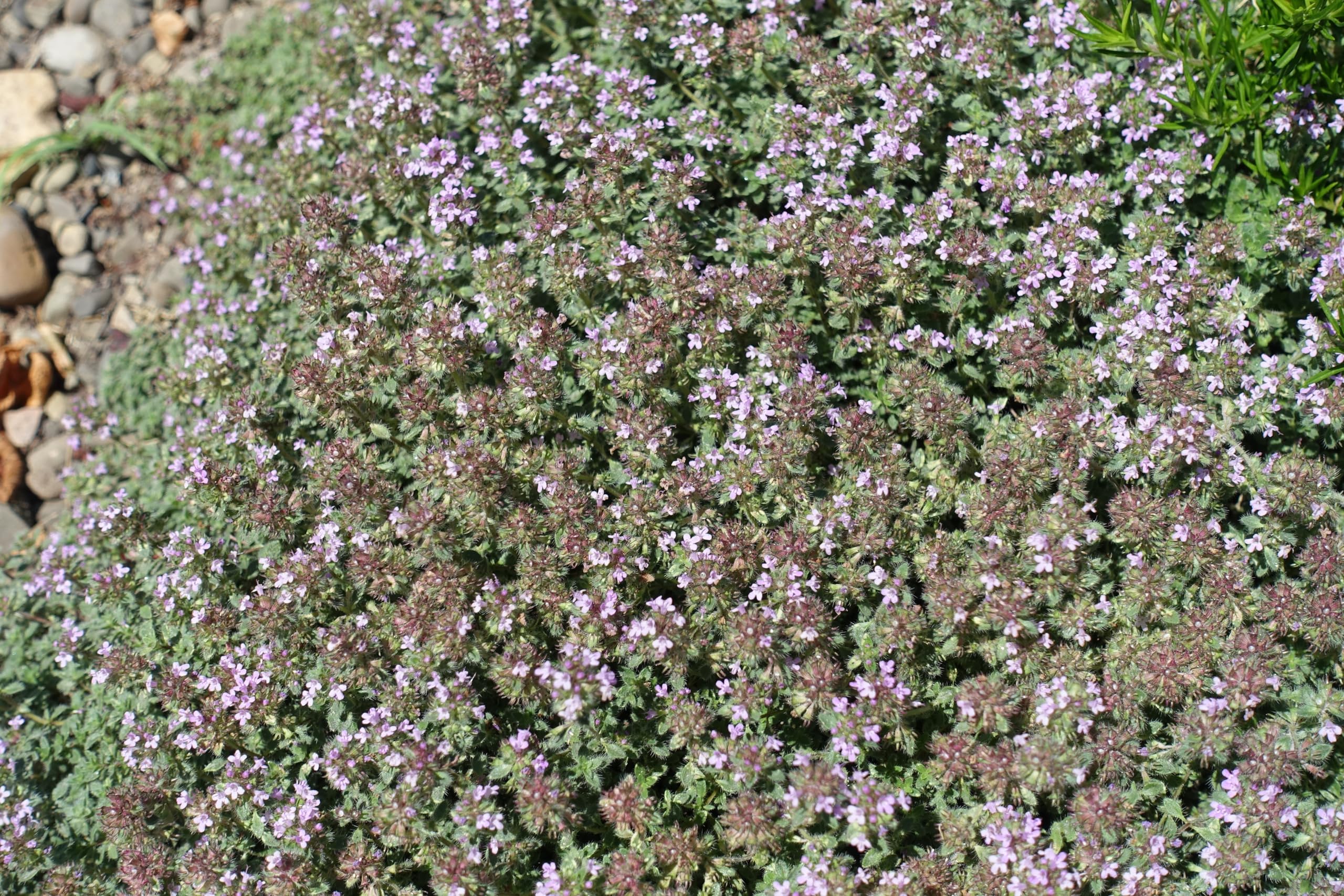 Stauden Gänge 10 x Thymus praecox 'Pseudolanuginosus' Wolliger Thymian