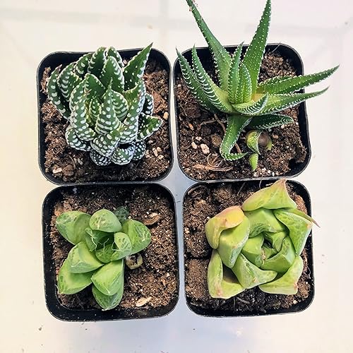 Miniatura 2 de Blissful Live Haworthia - Juego de 4 plantas suculentas en maceta de 2 pulgadas, totalmente enraizadas, fácil de cultivar, decoración del hogar,