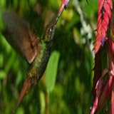 Hummingbird in the Rain Live Wallpaper