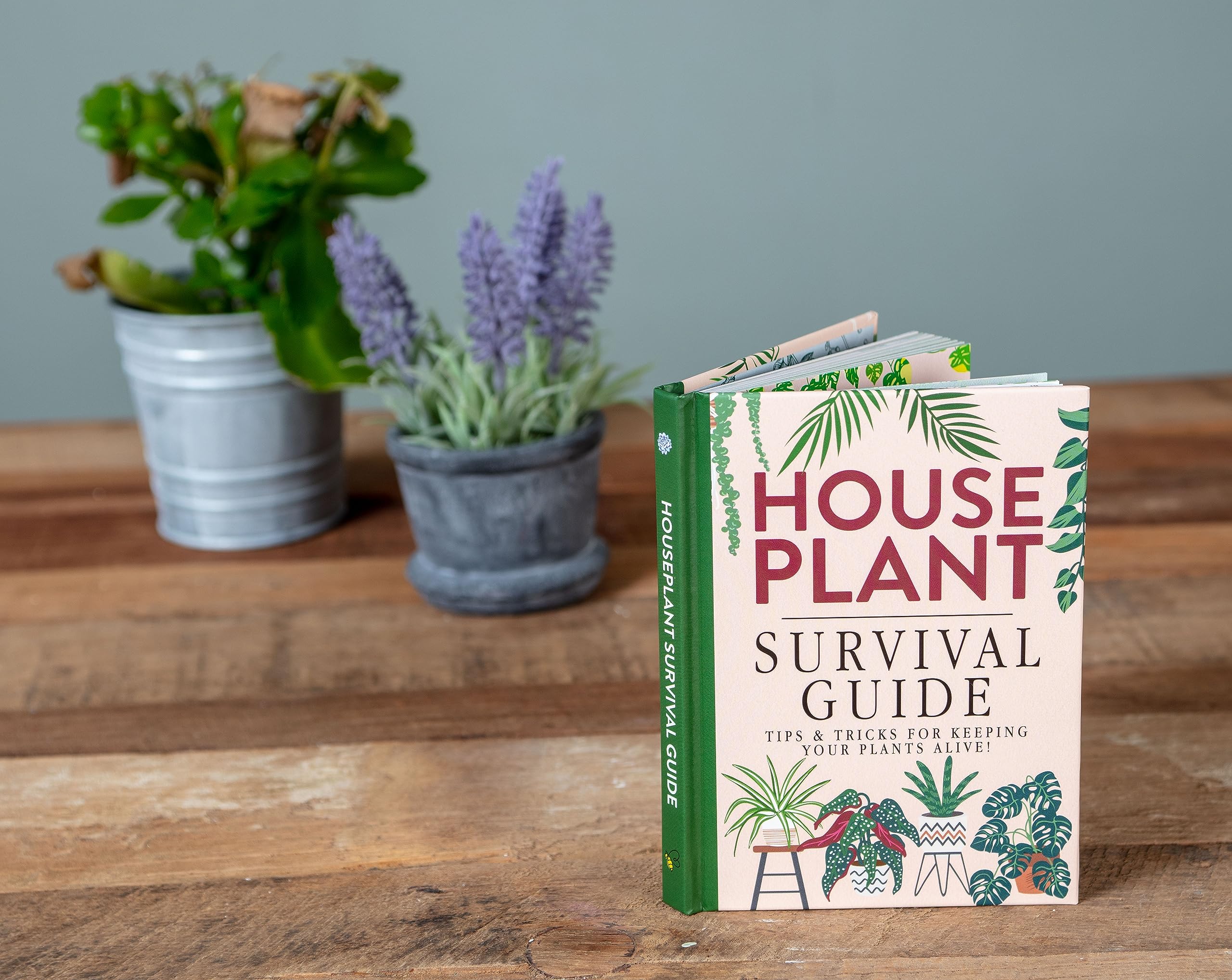 Houseplant Survival Guide - Tips and Tricks for Keeping Your Plants Alive