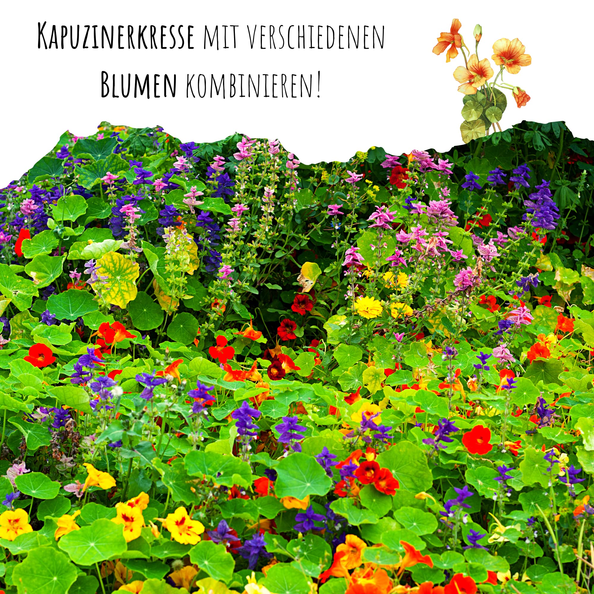 Bio Kapuzinerkresse Samen (Tropaeolum Majus) – Ca. 10 Samenfeste Samen, Essbare Blüten In Orange