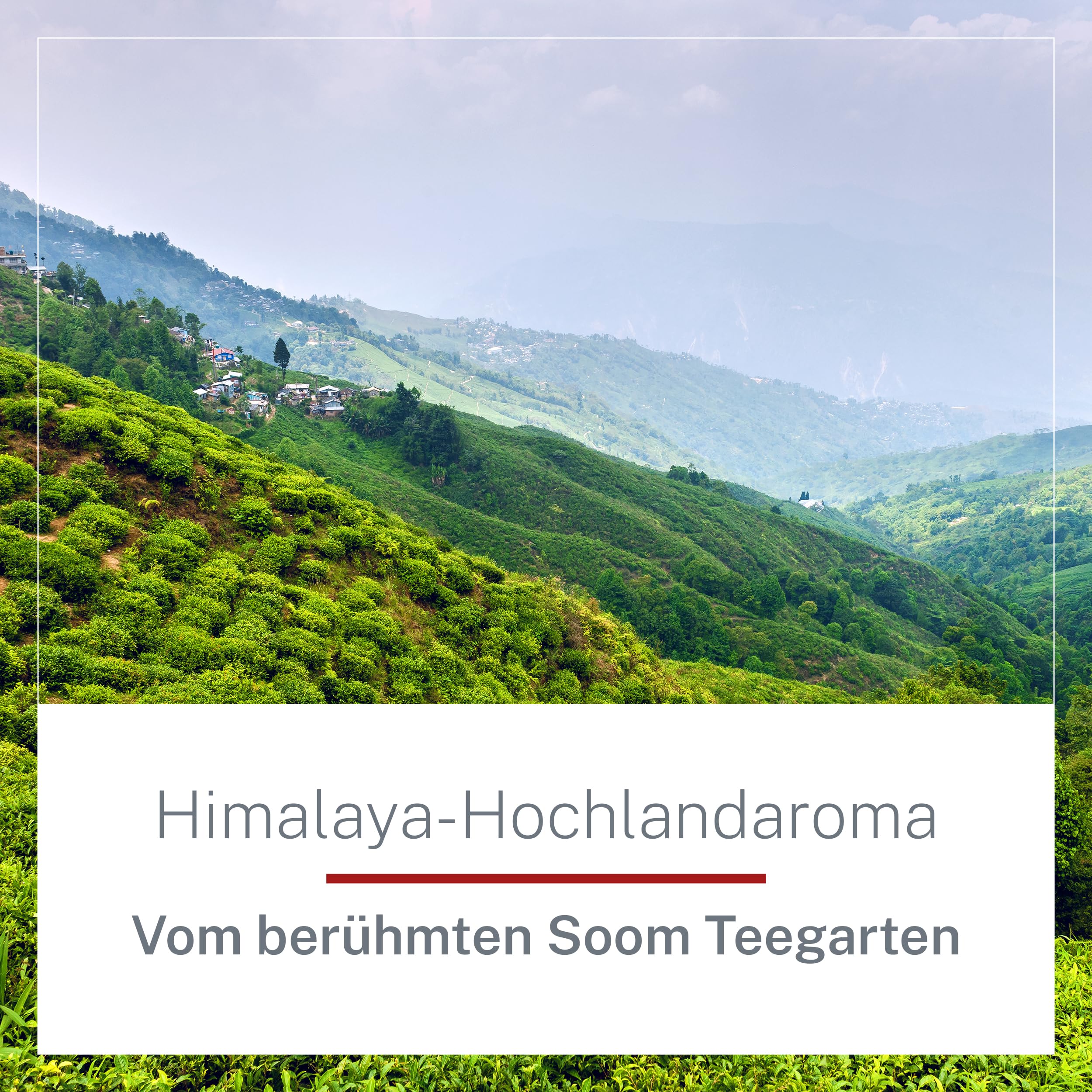 Darjeeling First Flush Bio Tee 1 kg lose - Hochwertiger Schwarztee - würzig & fruchtig - Schwarzer Tee Lose aus ökologischem und fairem Anbau – MyCupOfTea