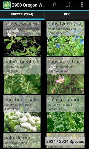 Colorado Plants - Thumbnail 5