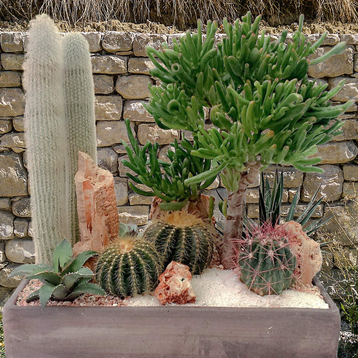 Succulents - Concime Biologico per Piante Grasse - Kit salvaspazio per piante grasse