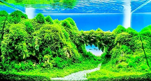 Semillas de Hierba Enana - 50 Semillas - Hierba de Acuario