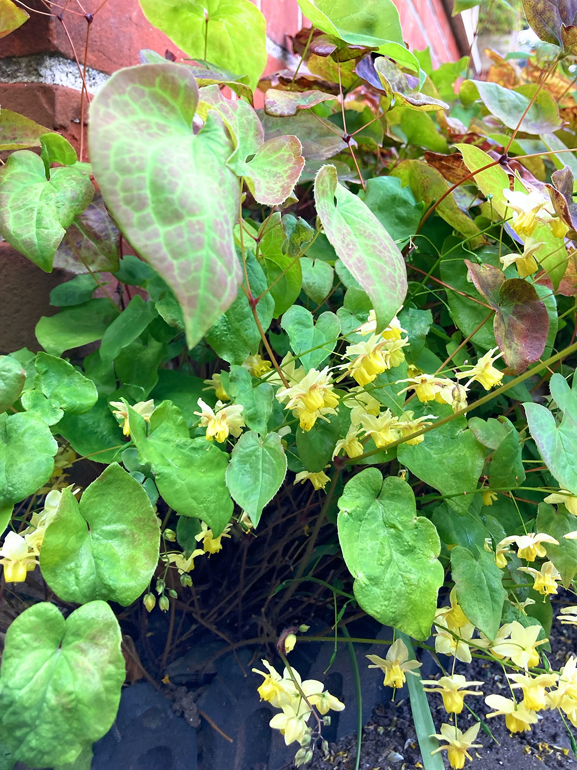 1 Bare Root of Bishop's Mitre/Barrenwort/Epimedium x versicolor (Sulphureum) Includes Postage