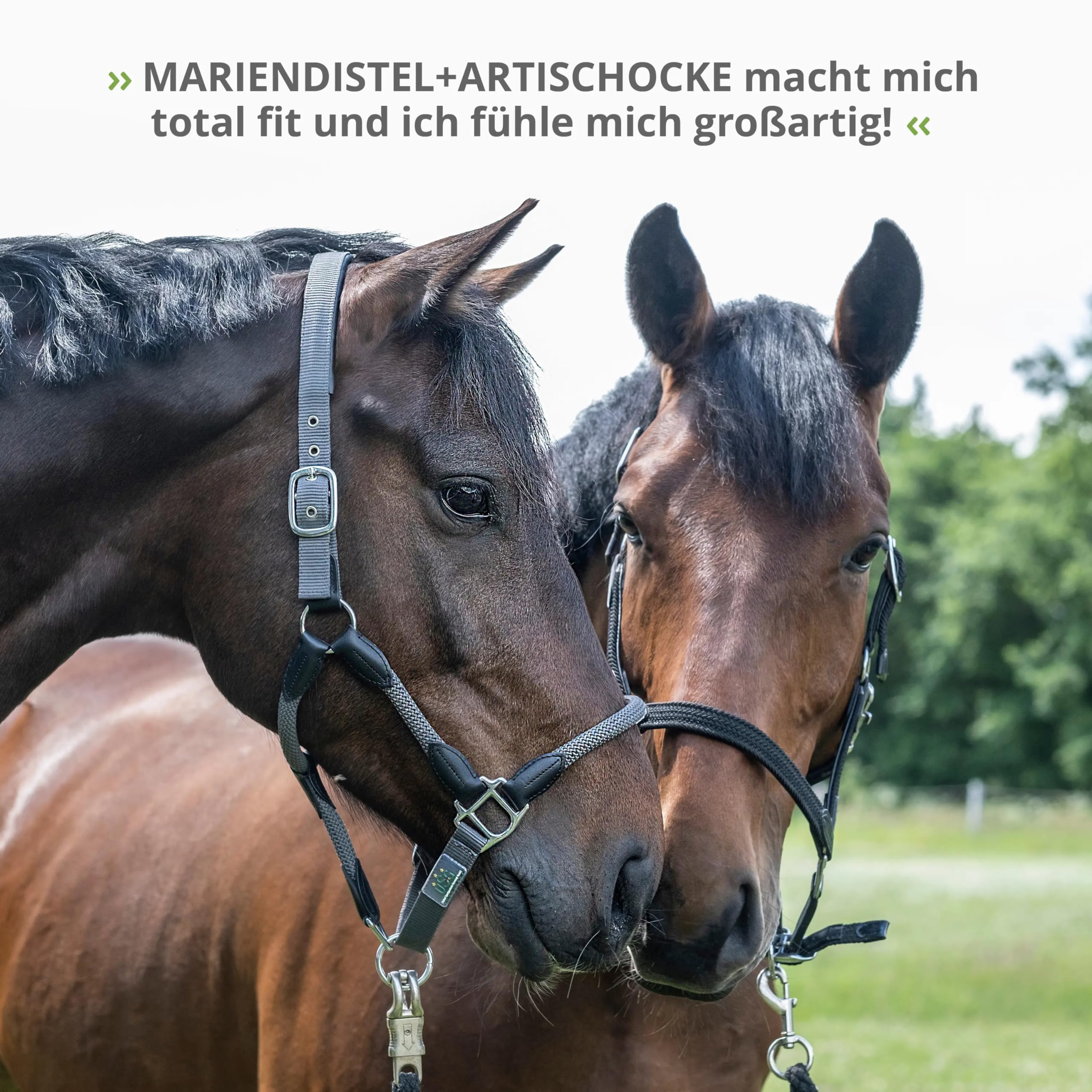 STRÖH Mariendistel & Artischocke flüssig für Pferde - Leber Detox Kur - 1L | Stoffwechsel & Leber - Natürliche Kräuter - Ohne Zusatzstoffe - Hohe Akzeptanz - Leicht zu dosieren - Made in Germany