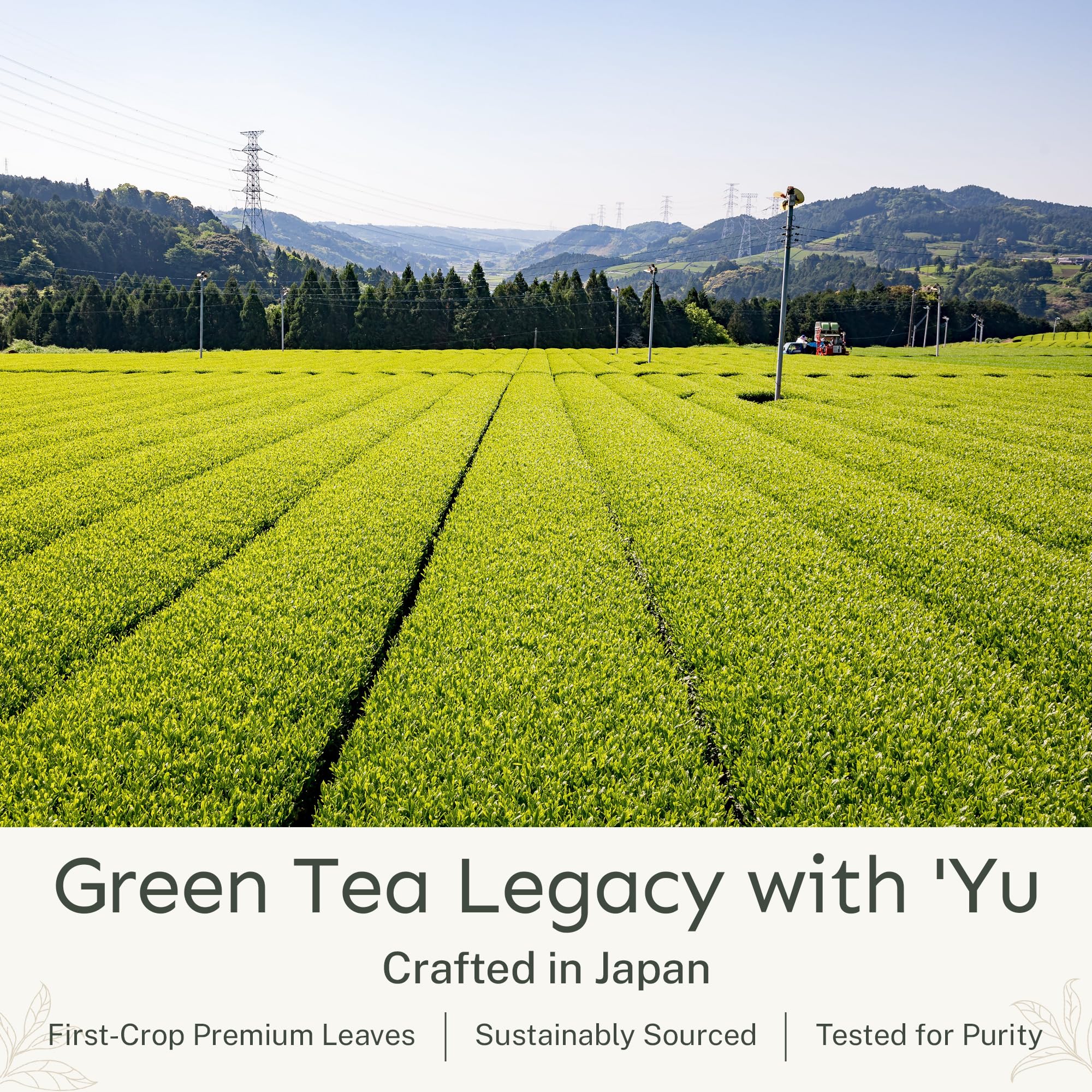 Yu Tea Organic Decaf Matcha Powder Ceremonial Grade 50 Servings Rich in Antioxidants L-Theanine Low Caffeine Unsweetened Grade — view 5
