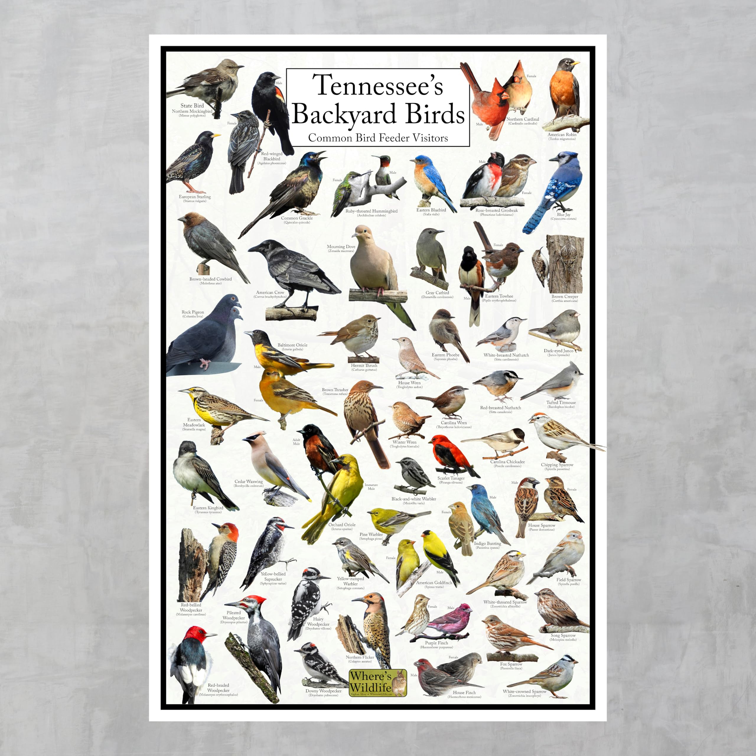 Amazon.com: Where's Wildlife Tennessee's Backyard Birds Poster
