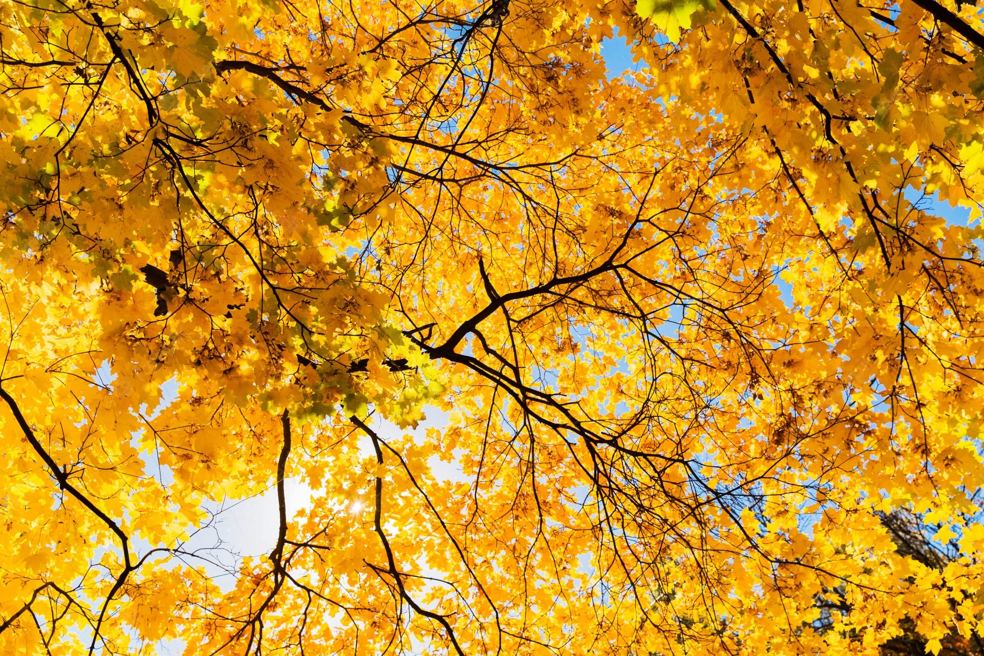 Floral Treasure Rare Exotic Yellow Maple Tree 10 Seeds Pack (B0CXDFJ3V8) Amazon Price History, Amazon Price Tracker