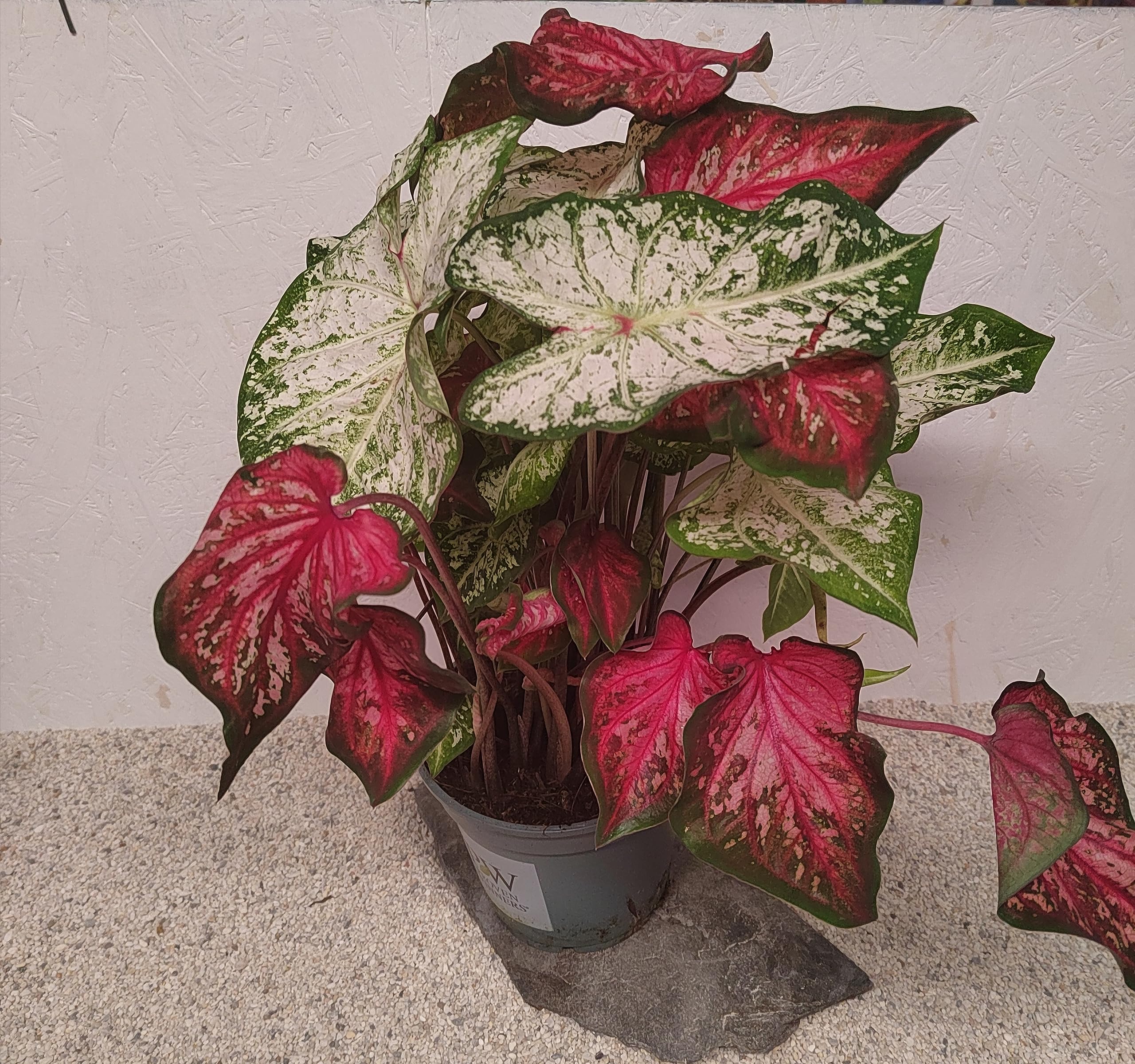 RARITT : Caladienpflanze : Caladium "Nr.2" Buntblatt Kaladie (1 Topf mit  mehren Pflanze hnlich dem Bild) : Amazon.de: Garten