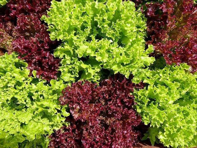 Kopfsalat Samen 'Mailand' – Ertragreich, Ca. 250 Korn, Für Garten & Hochbeet