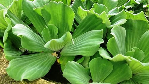Water Lettuce InPistia StratioesIn (Bundle of 5) Aquatic Water Tropical