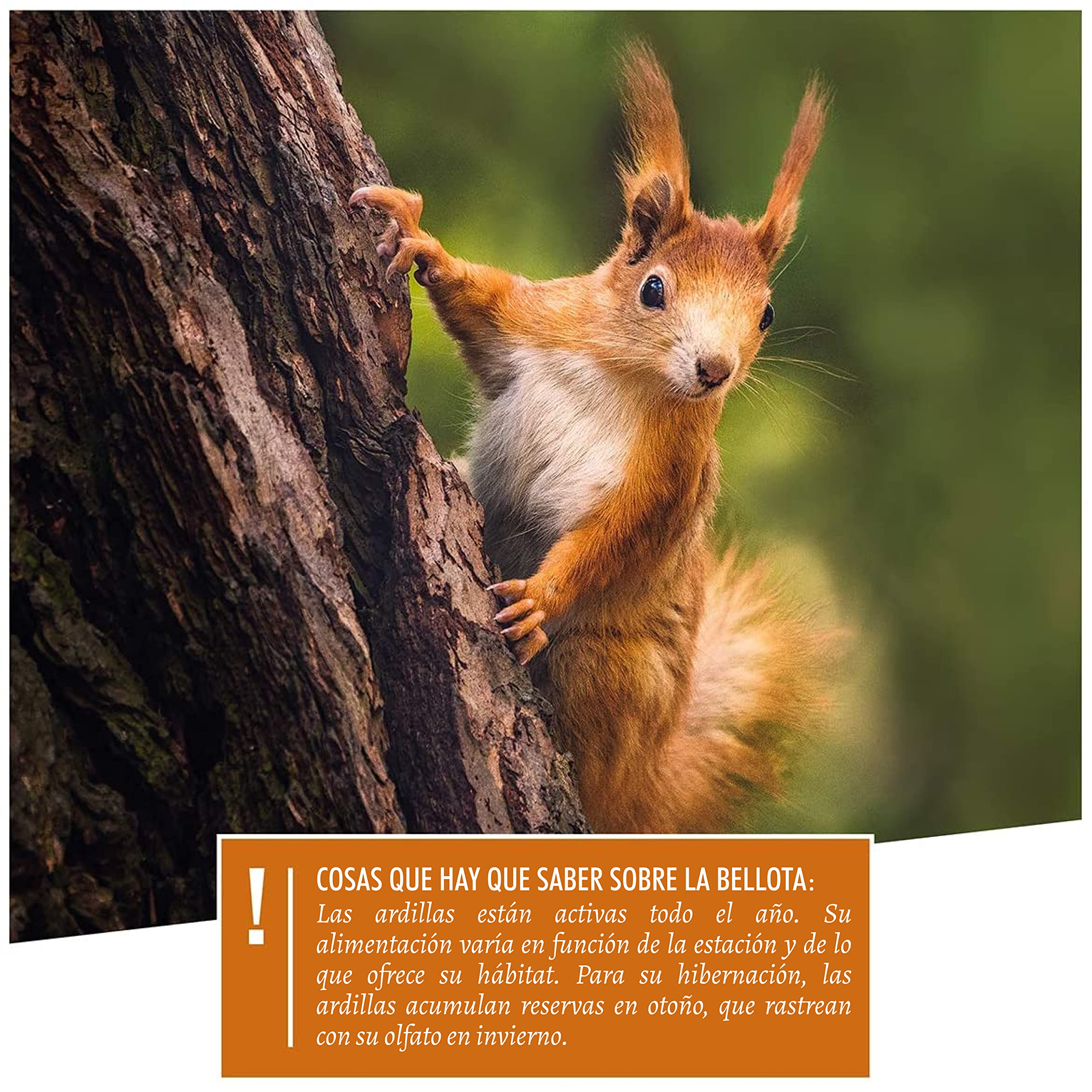 wildtier herz I Alimentación para Ardillas 1kg I Comida de Ardillas para Alimentos - Alimento para Ardilla