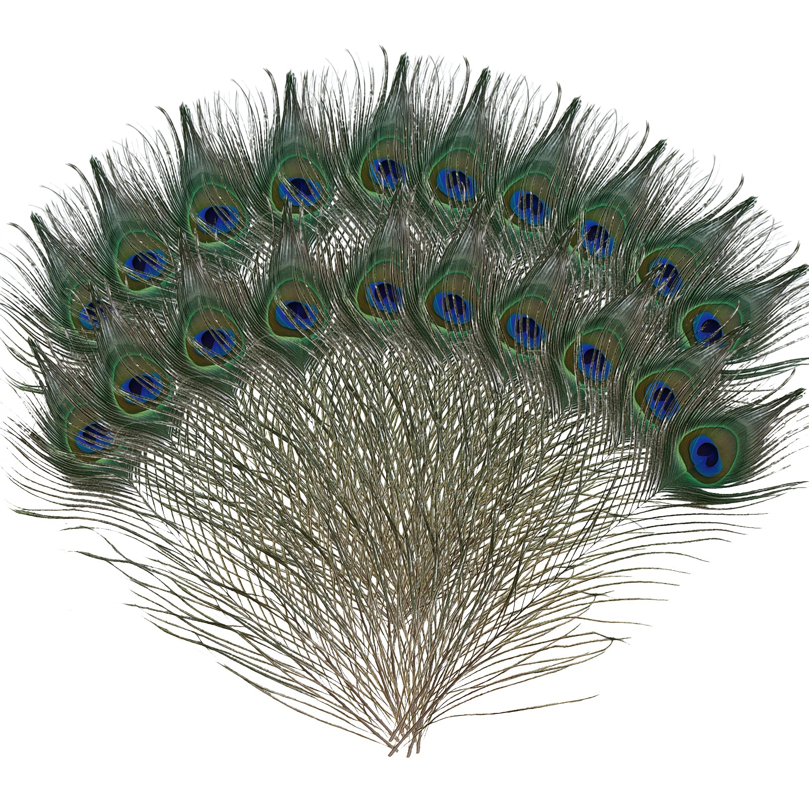 MUNSKT 20PCS Natural Peacock Feathers，Peacock Tail Feather for Wedding, Christmas Party Decoration, Vase Decoration Feathers, DIY Art & Craft