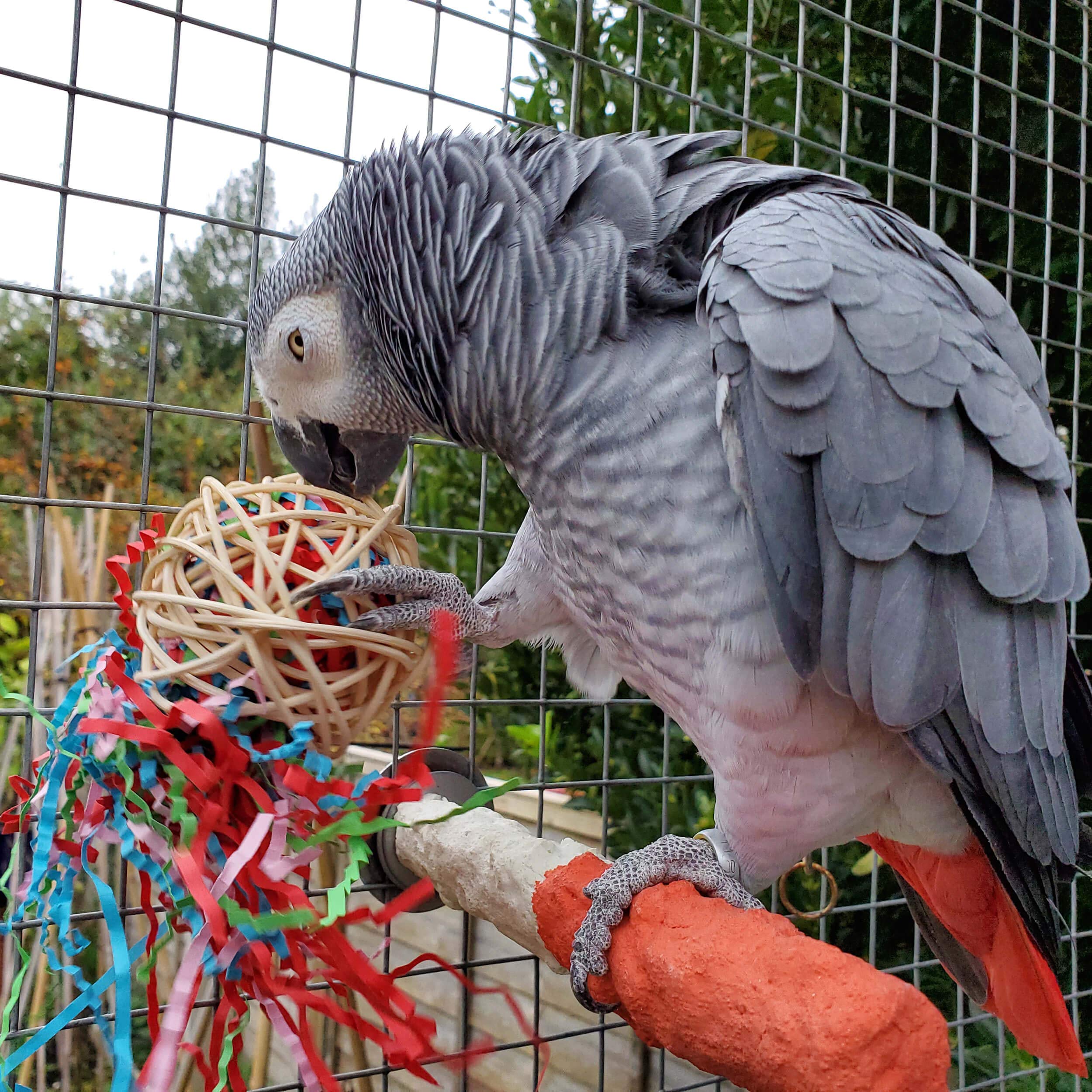 Fiesta Ball Stuffers Parrot Chews - Pack of 3 — view 2