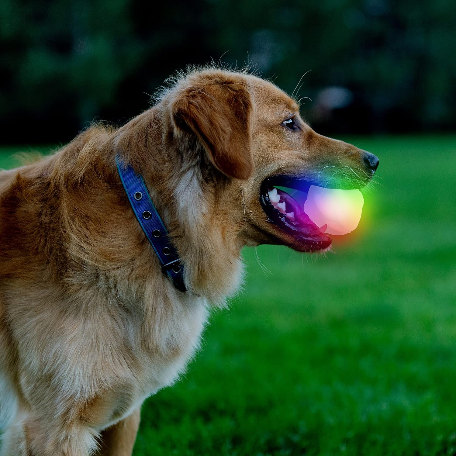 Nite Ize GlowStreak Wild LED Ball, Bouncy Motion Activated Light Up Dog Ball for High Energy Dogs, Disc-O