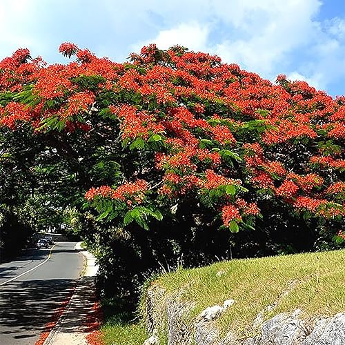 Miniatura 2 de QAUZUY GARDEN 10 extravagantes (Poinciana) Delonix Regia Flame Tree Seeds, semillas de árbol de reliquia sin OMG, llamativo árbol perenne exótico