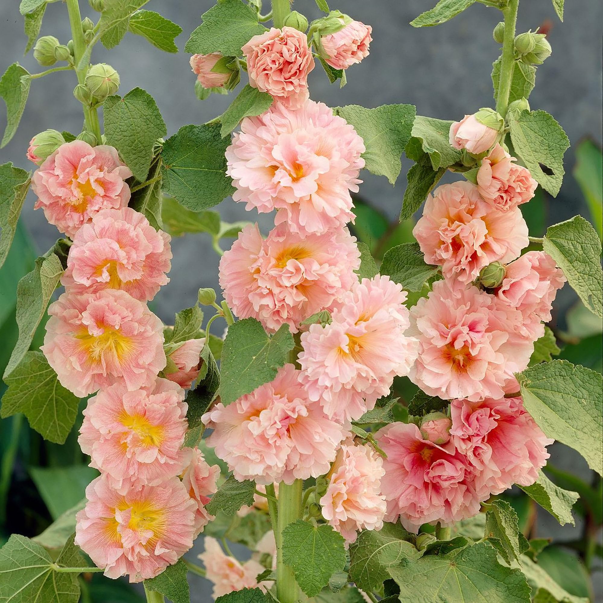 Amazon.com : QAUZUY GARDEN 75+ Apricot Peach Parfait Hollyhock