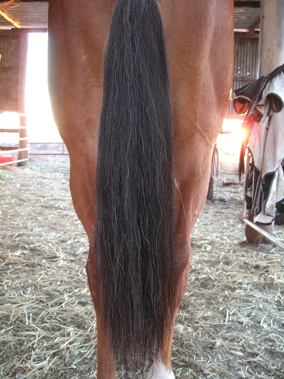 Horse Tail Extensions with Natural Loop Top, Australian Style, Tapered Bottom, 28-30 inches Long and Single Thickness 3/8 lb Weight (Natural Black)