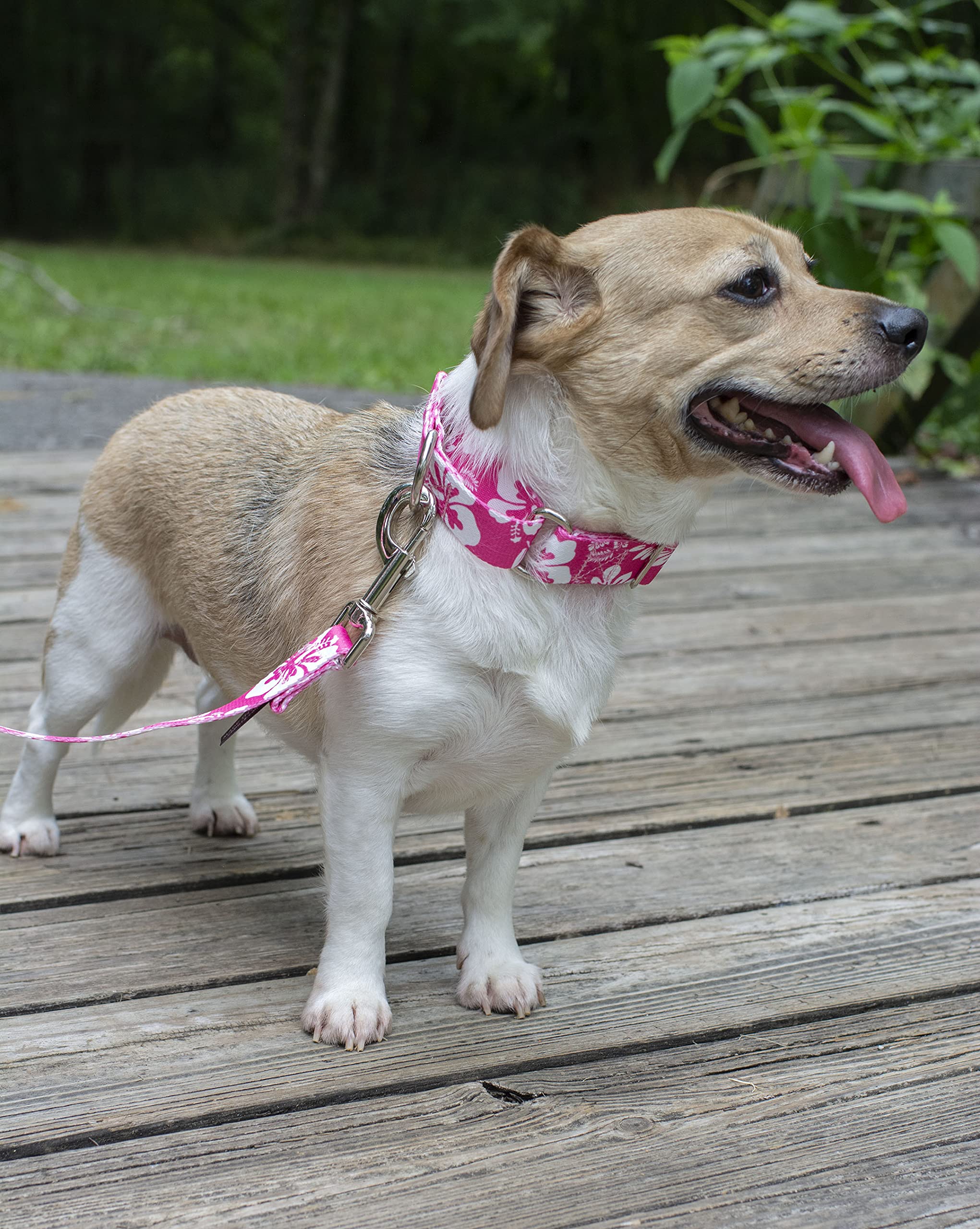 Amazon | Country Brook Petz - ピンク ハワイアン マーチンゲール 犬