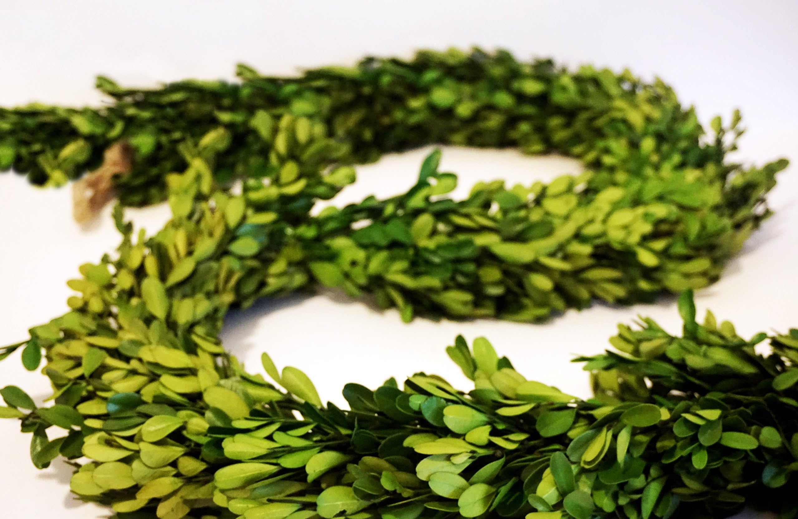 Preserved Boxwood Garland 6 ft. Long