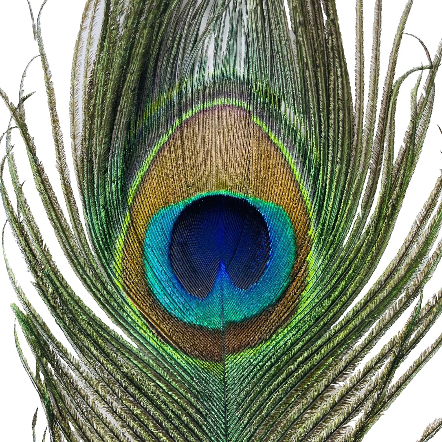 Peacock Feather -20Pcs 15-19in (40-50 cm), Bulk Natural Long Peacock Feathers for Crafts or Vase or Party Decorations.