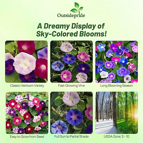 Miniatura 2 de Outsidepride Ipomoea Purpurea Morning Glory Plantas trepadoras, enredaderas, trepadoras, trepadoras, enrejados - 500 semillas