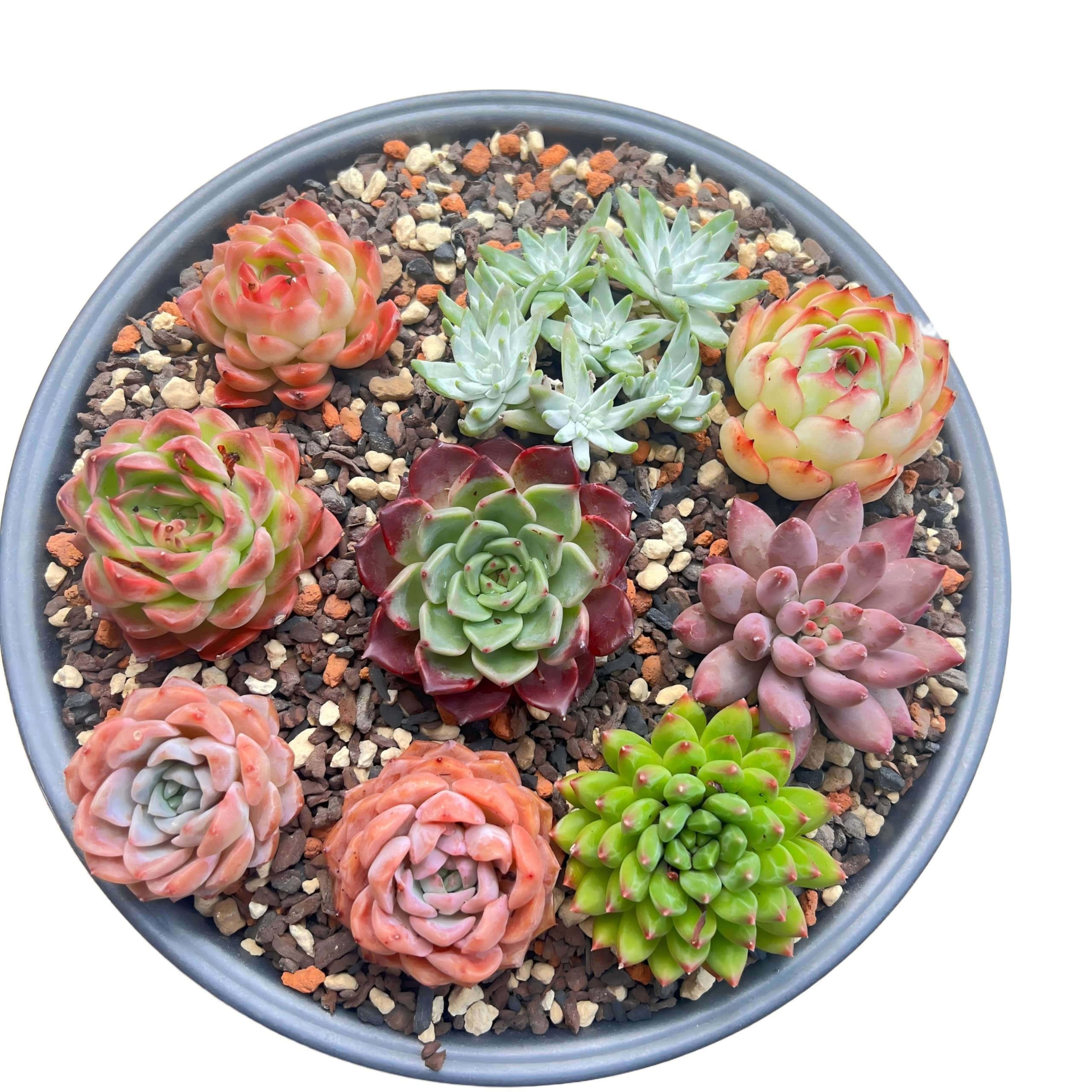 Generic 6-Pack Bare Root Succulents