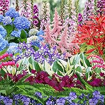 Mix of 3 Perennials for Shade | 3 x 9cm Pots | Shade Perennials British Grown