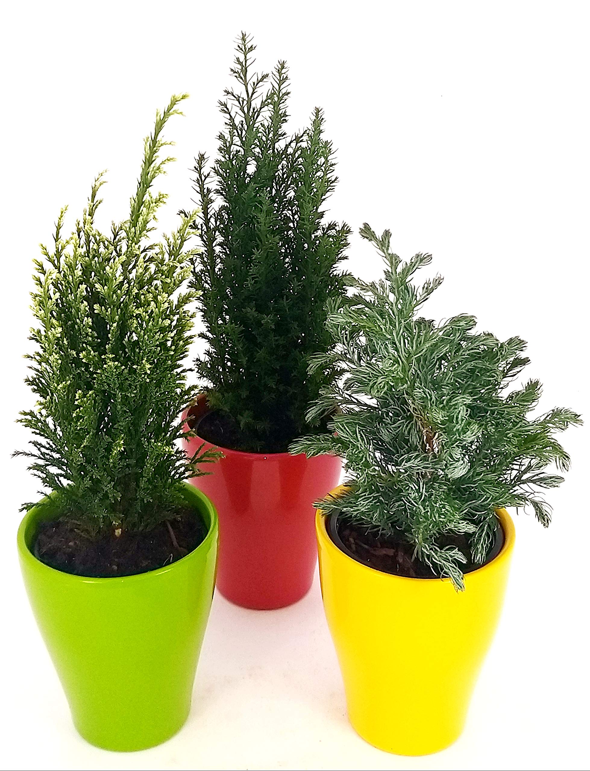 3 Piantine Di Pino Marittimo Vere In Vaso 11cm | Pinus Pinea Per Giardino E Terrazzo - Regalo Verde Con Omaggio