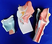 Vista 3 de Modelo Anatomía profesional médico acupuntura humana Laringe it-037 Angelus