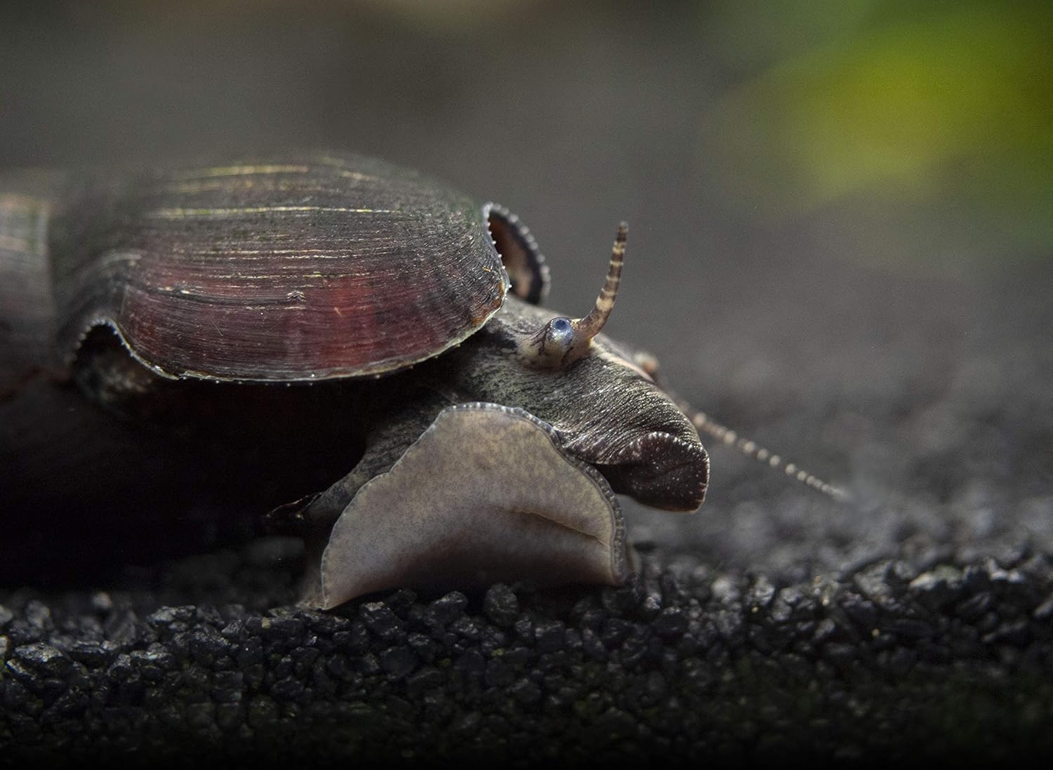 Aquatic Arts 10 Live Black Devil Spike Snails | Freshwater Aquarium Snails | Betta Safe Pet Snail For Fish Tanks