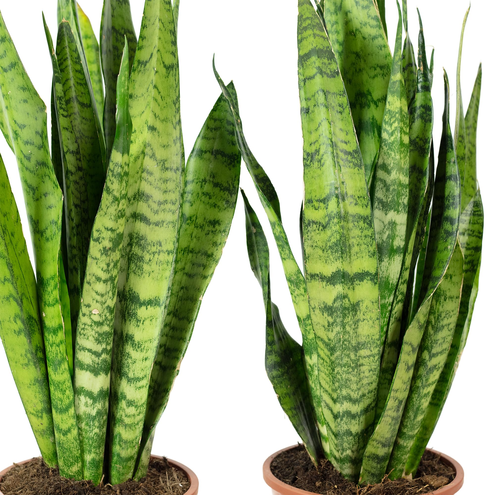 2 x konopie łukowe, łatwe w pielęgnacji rośliny pokojowe, Sansevieria zeylanica – wysokość ok. 65 cm, średnica doniczki 17 cm
