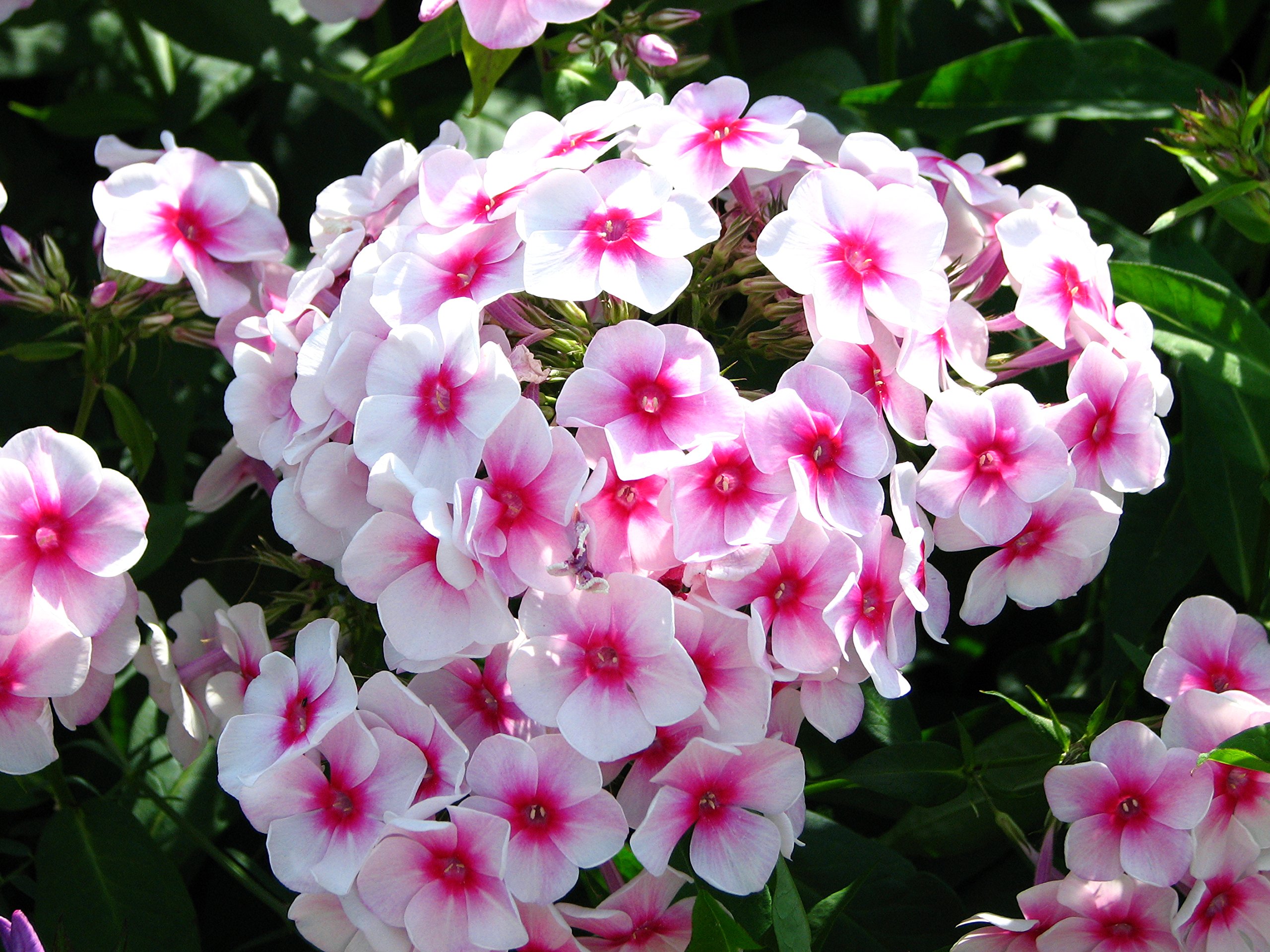 Ekaaksh - Phlox Mix Seeds/ Phlox Flower Seeds/ Phlox Mix Flower Seeds / Phlox Seeds (B0B7GQVMP3) Amazon Price History, Amazon Price Tracker