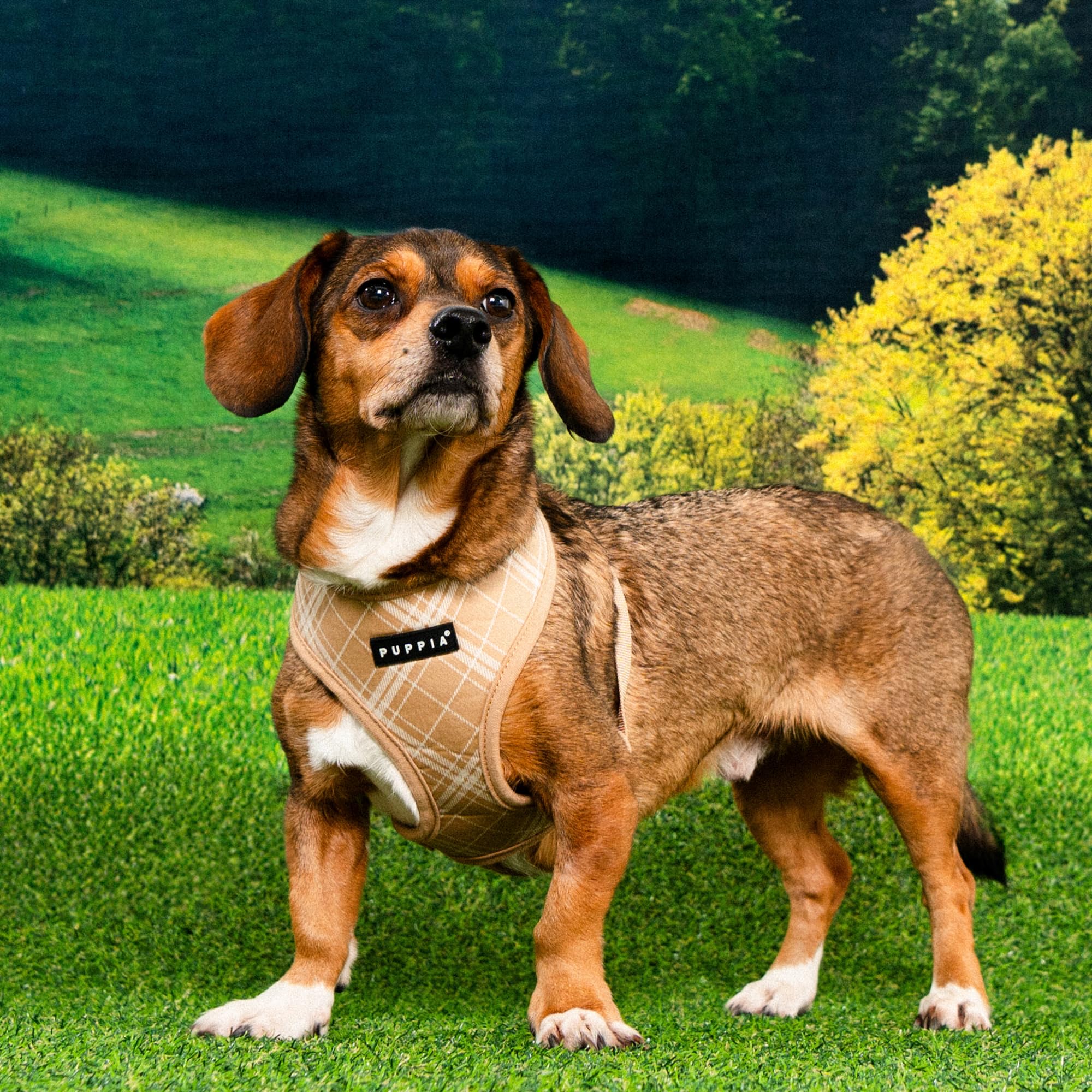 CORWIN HARNESS A Beige M Pettorina per cani