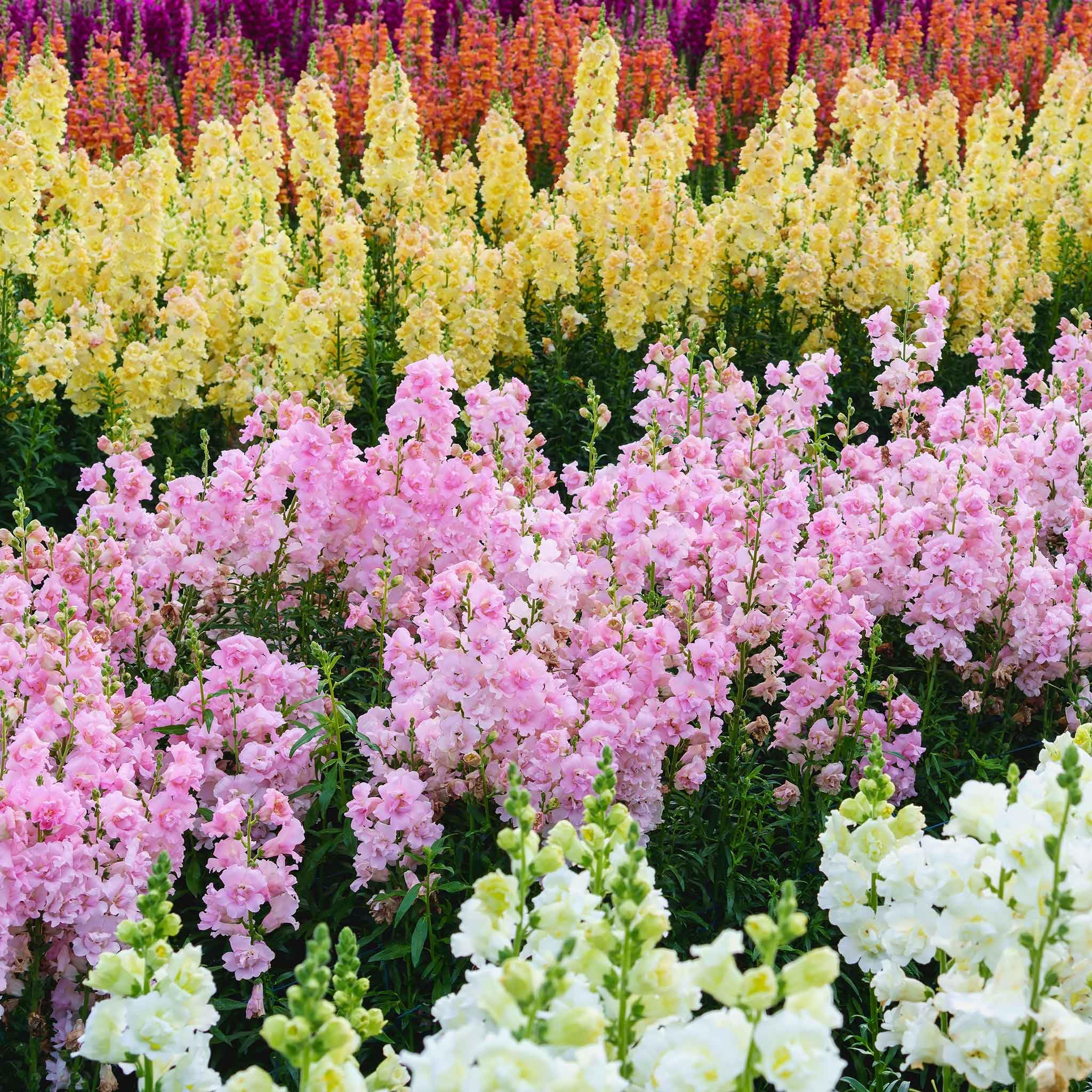 Amazon.com : Eden Brothers Snapdragon Seeds - Legend Double Pink : Patio,  Lawn & Garden