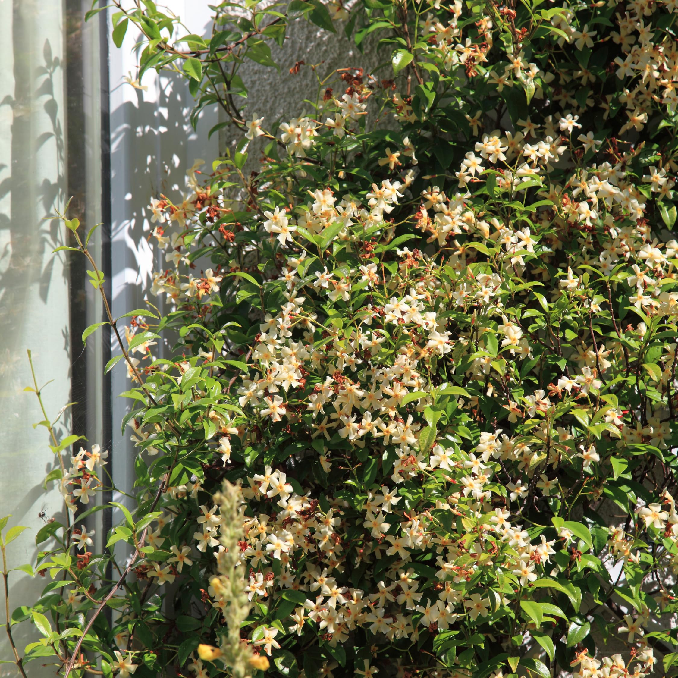 POWERS TO FLOWERS - VITE AMERICANA RAMPICANTE ROSSA, PARTHENOCISSUS